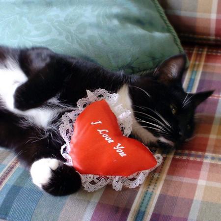 mon chat