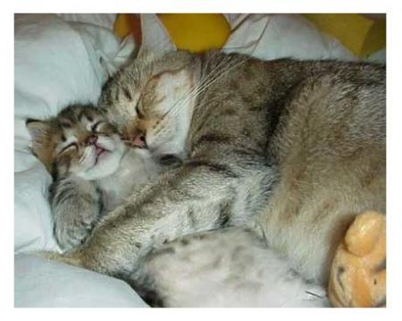 chaton! duchesse!